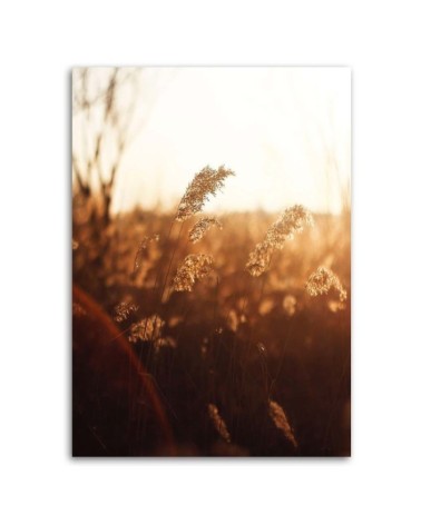 Modernes Wandbild - Wiese in der Sonne | Feeby