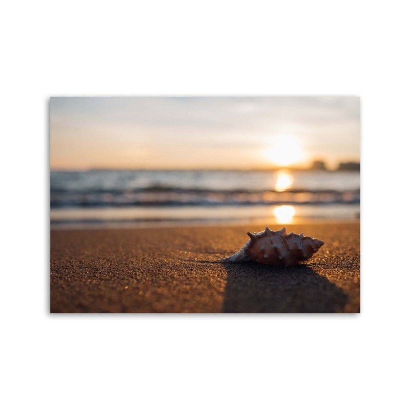 Leinwandbild - Muschel am Strand | Feeby