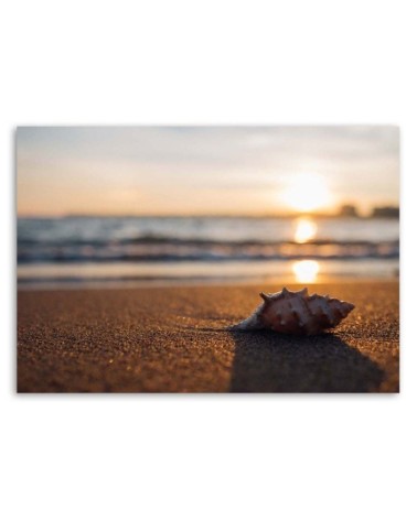 Leinwandbild - Muschel am Strand | Feeby