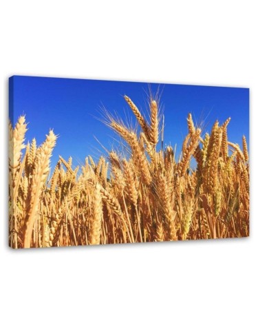 Wandbild für Wohnzimmer - Wolkenloser Himmel und Getreide | Feeby