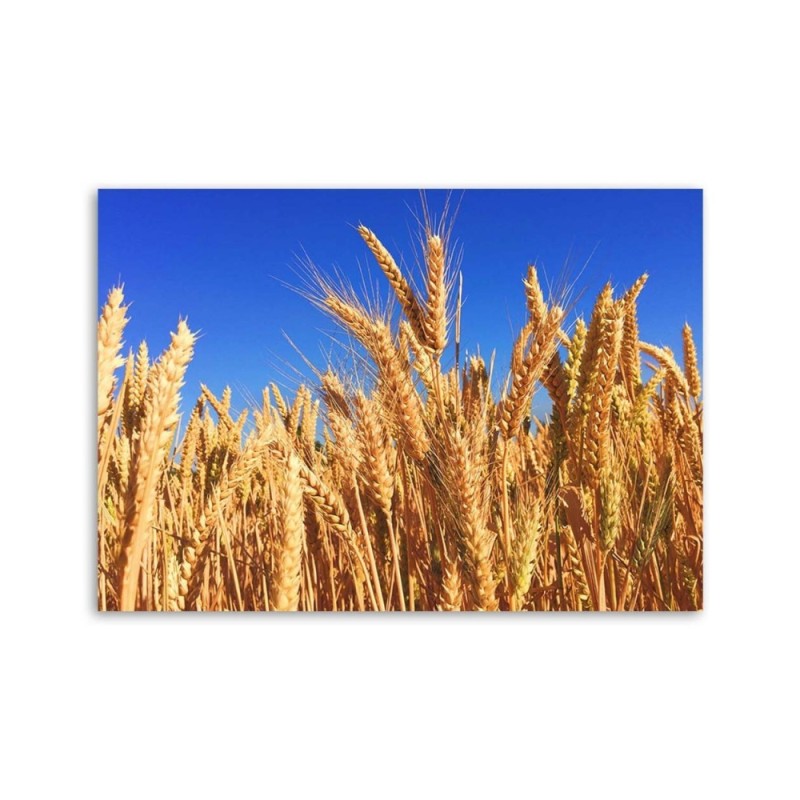 Wandbild für Wohnzimmer - Wolkenloser Himmel und Getreide | Feeby