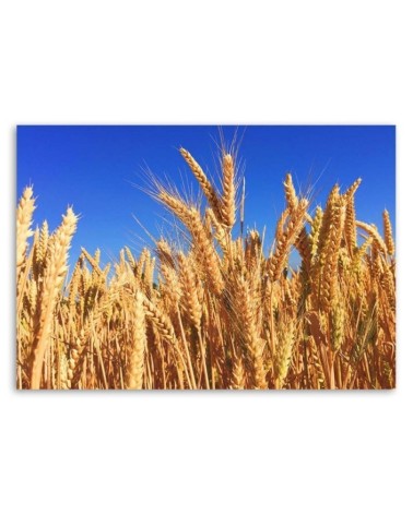 Wandbild für Wohnzimmer - Wolkenloser Himmel und Getreide | Feeby