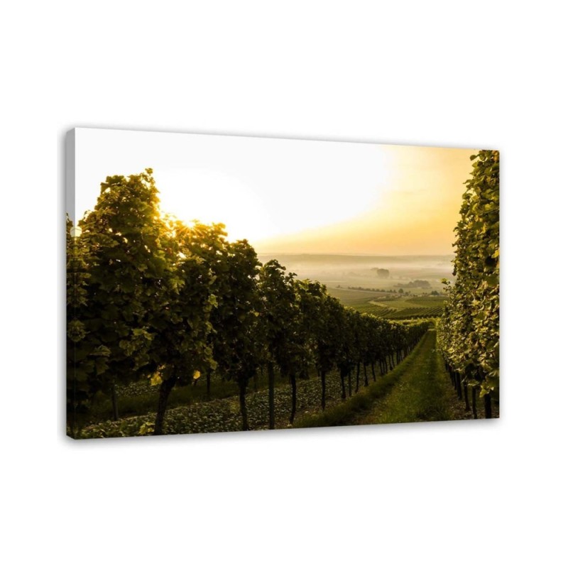 Modernes Wandbild - Grüner Weinberg | Feeby