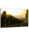 Canvas prints for living room - Green vineyard landscape | FEEBY