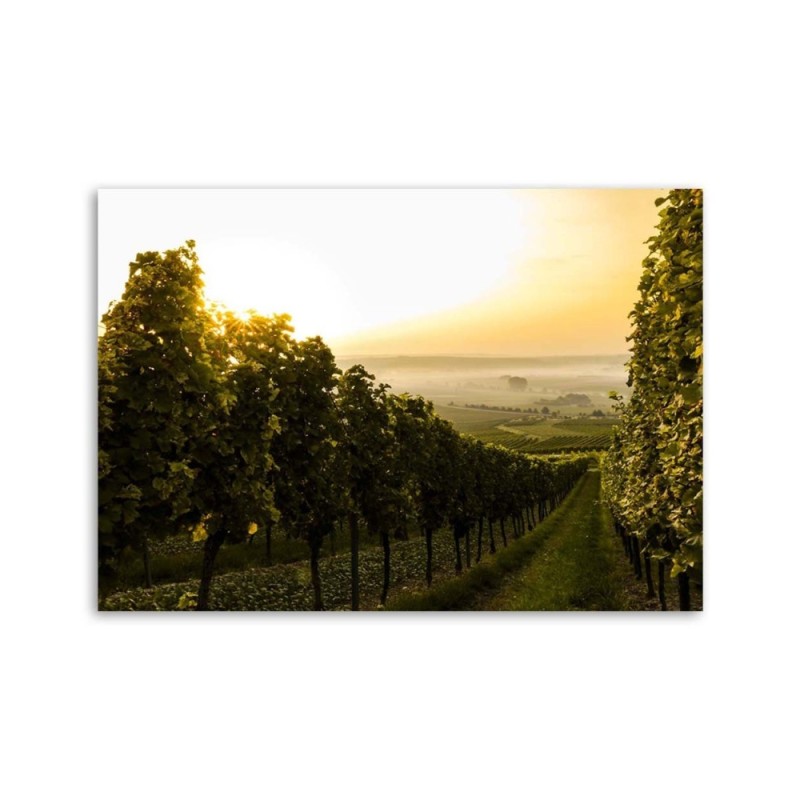 Modernes Wandbild - Grüner Weinberg | Feeby