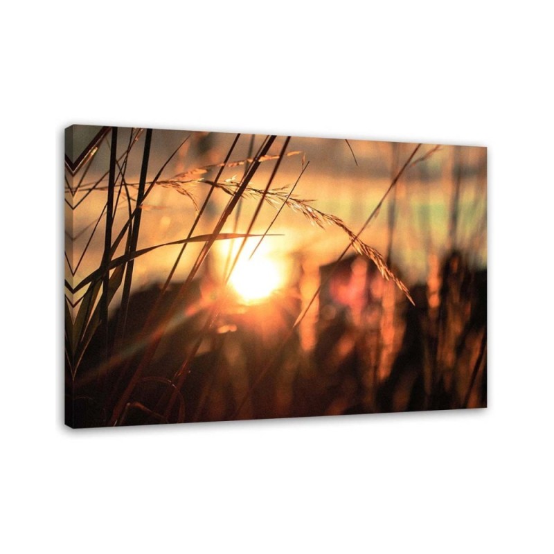 Leinwandbild modern - Ohren in der Sonne | Feeby