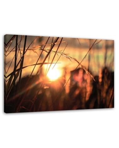 Canvas print - Cereal ears in the sun | FEEBY