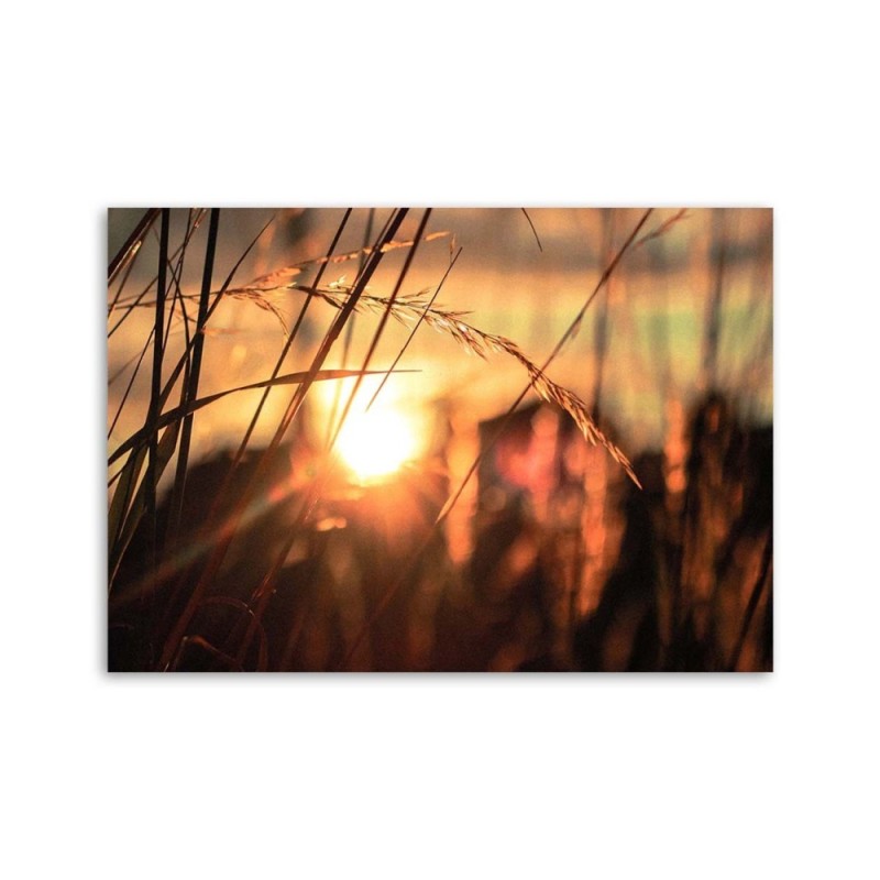 Leinwandbild modern - Ohren in der Sonne | Feeby