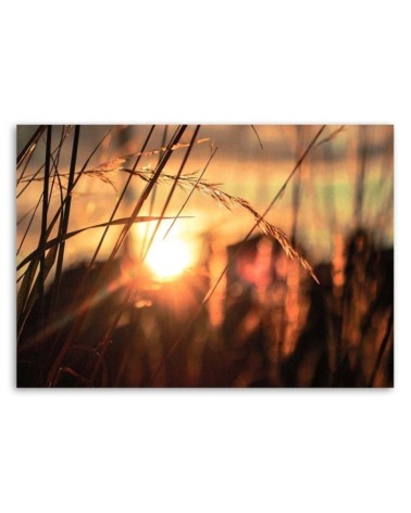 Leinwandbild modern - Ohren in der Sonne | Feeby