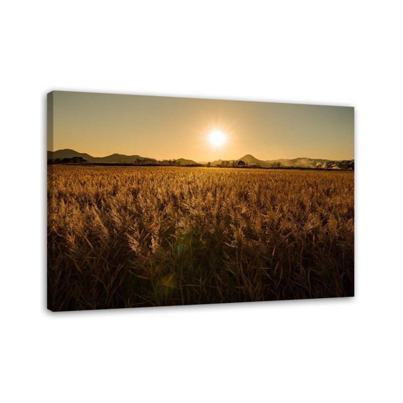 Leinwandbild - Maisfeld | Feeby