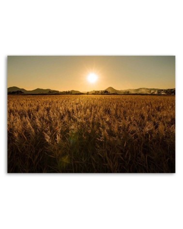 Leinwandbild - Maisfeld | Feeby