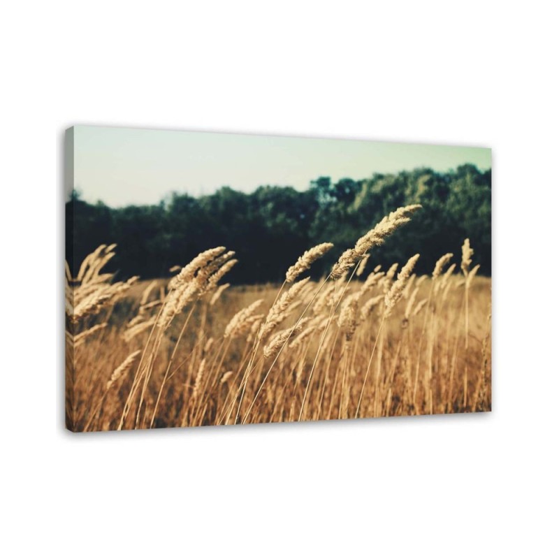 Canvas prints for living room - Ripe grain nature | FEEBY