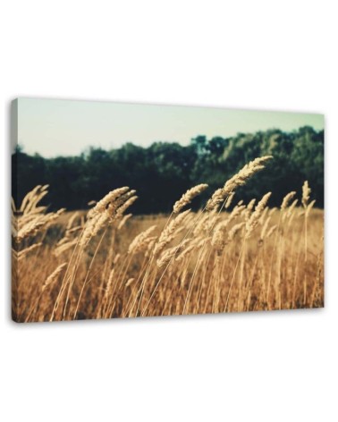Canvas prints for living room - Ripe grain nature | FEEBY