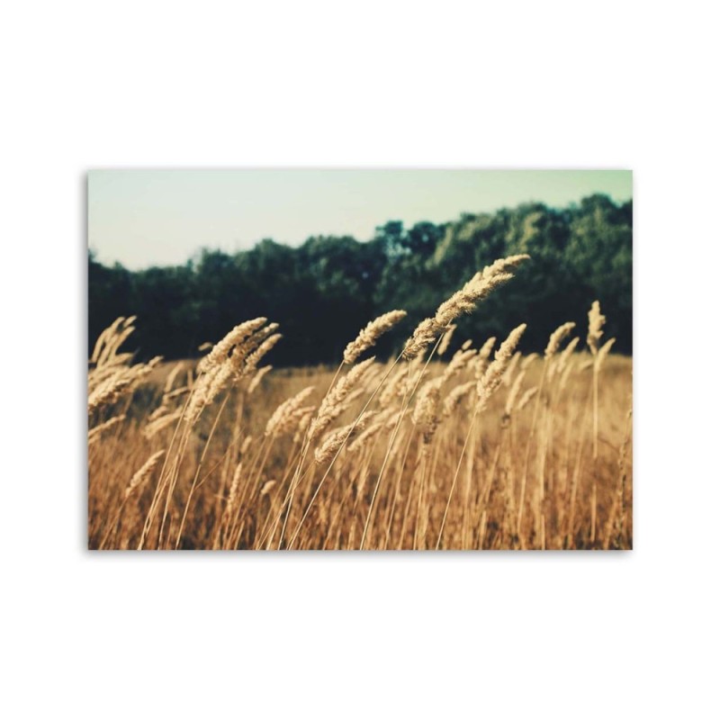 Bild auf Leinwand - Reifes Korn | Feeby