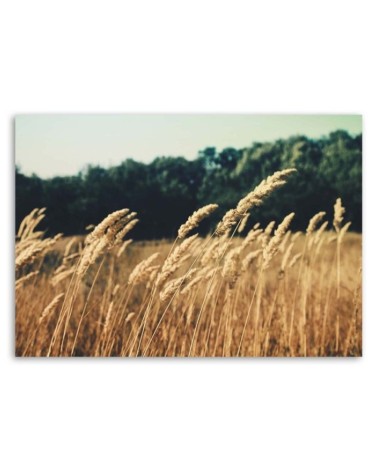 Bild auf Leinwand - Reifes Korn | Feeby