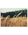 Obraz do salonu - Dojrzałe zboże natura | FEEBY
