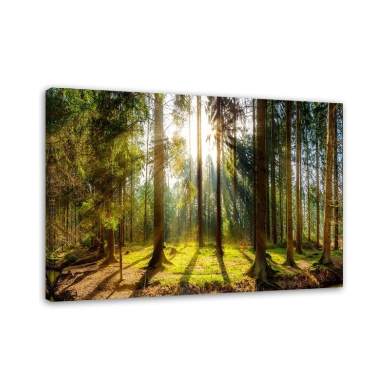 Leinwandbild - Strahlen in einem sonnigen Wald | Feeby