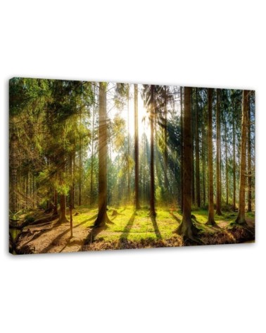 Leinwandbild - Strahlen in einem sonnigen Wald | Feeby