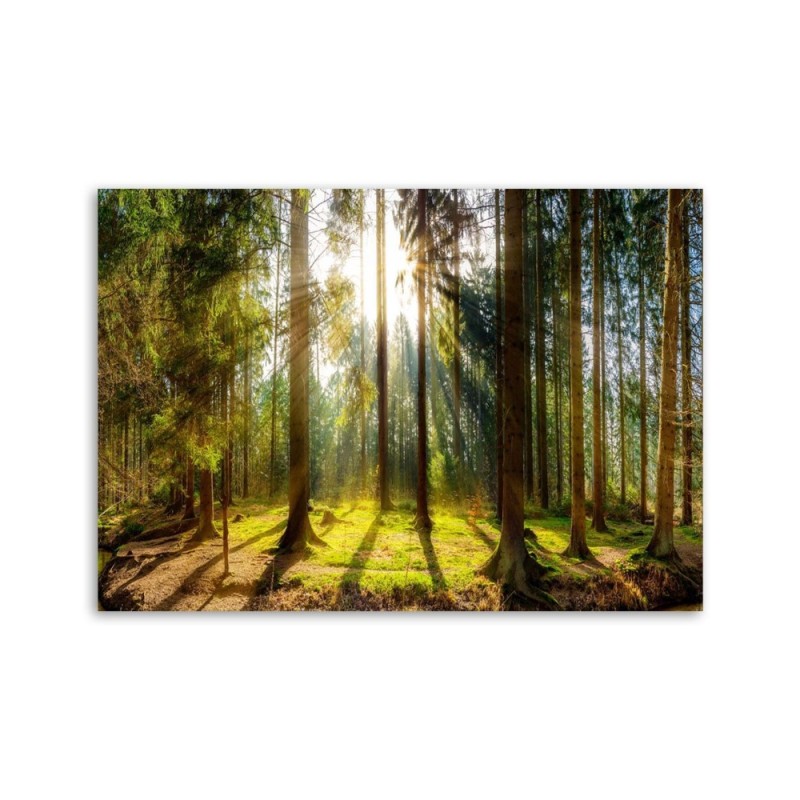 Leinwandbild - Strahlen in einem sonnigen Wald | Feeby