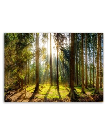 Leinwandbild - Strahlen in einem sonnigen Wald | Feeby