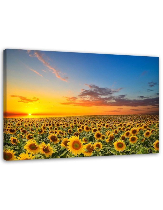 Leinwandbild - Eine Sonnenblumenwiese bei Sonnenuntergang | Feeby