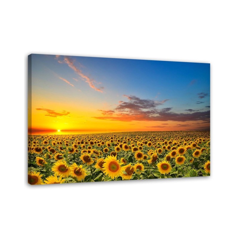 Leinwandbild - Eine Sonnenblumenwiese bei Sonnenuntergang | Feeby