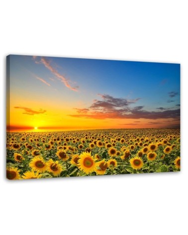 Leinwandbild - Eine Sonnenblumenwiese bei Sonnenuntergang | Feeby