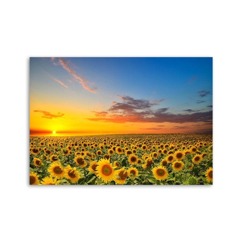 Leinwandbild - Eine Sonnenblumenwiese bei Sonnenuntergang | Feeby