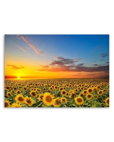 Leinwandbild - Eine Sonnenblumenwiese bei Sonnenuntergang | Feeby