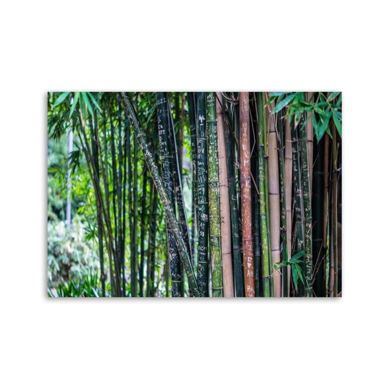 Modernes Wandbild - Bambushalme | Feeby