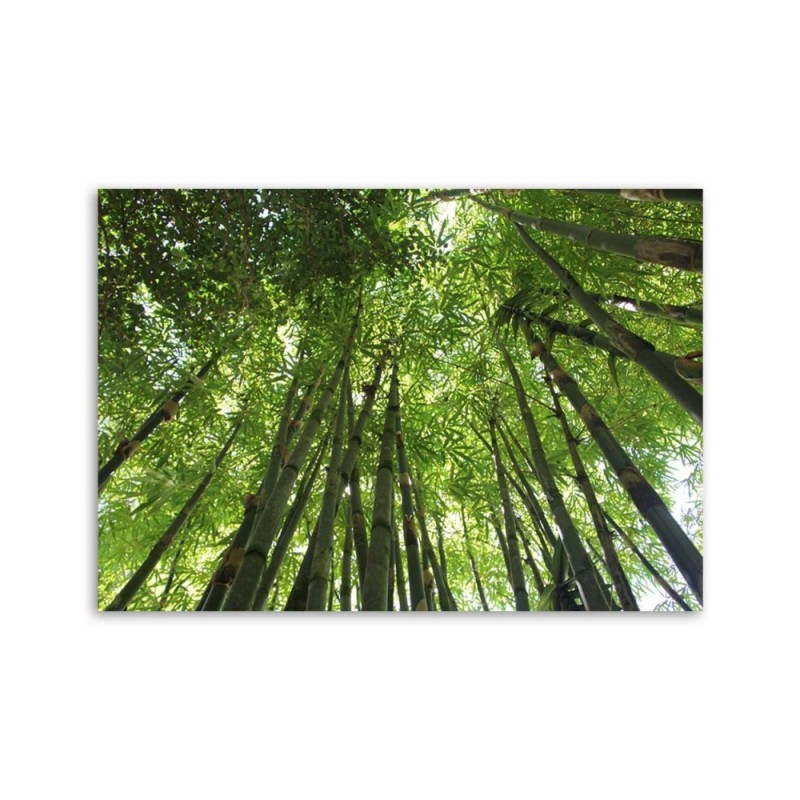 Bild auf Leinwand - Bambuswald | Feeby