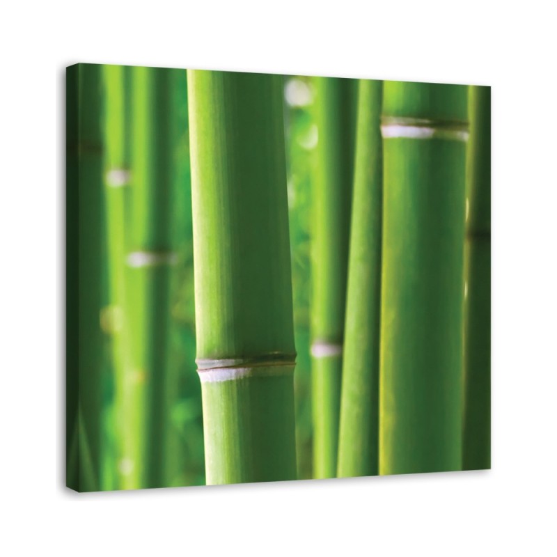 Leinwanddruck - Bambus Details | Feeby