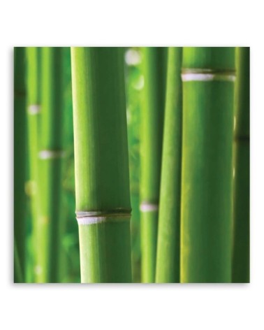 Leinwanddruck - Bambus Details | Feeby