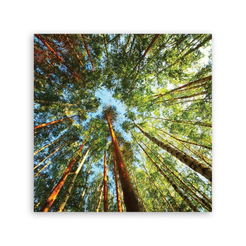 Modernes Wandbild - Landschaften - Grün | Feeby