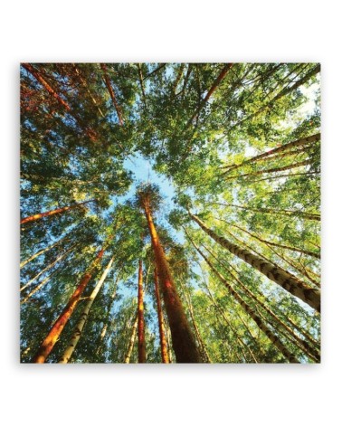 Modernes Wandbild - Landschaften - Grün | Feeby