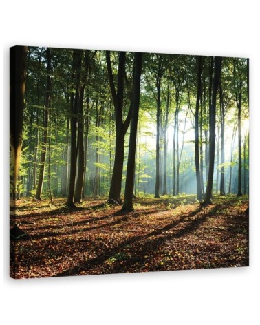 Leinwandbild - Morgen im grünen Wald | Feeby