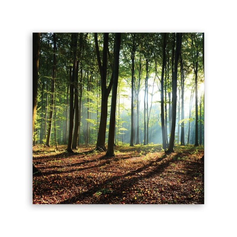 Leinwandbild - Morgen im grünen Wald | Feeby