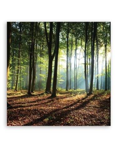 Leinwandbild - Morgen im grünen Wald | Feeby