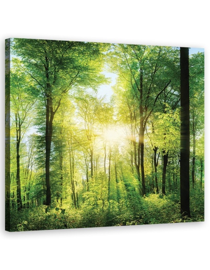 Promienie słońca Las Natura - Obraz do salonu | FEEBY