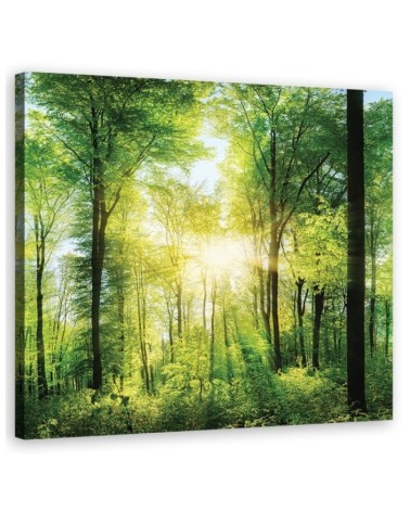 Sunshine Nature forest - Living room pictures on Canvas | FEEBY