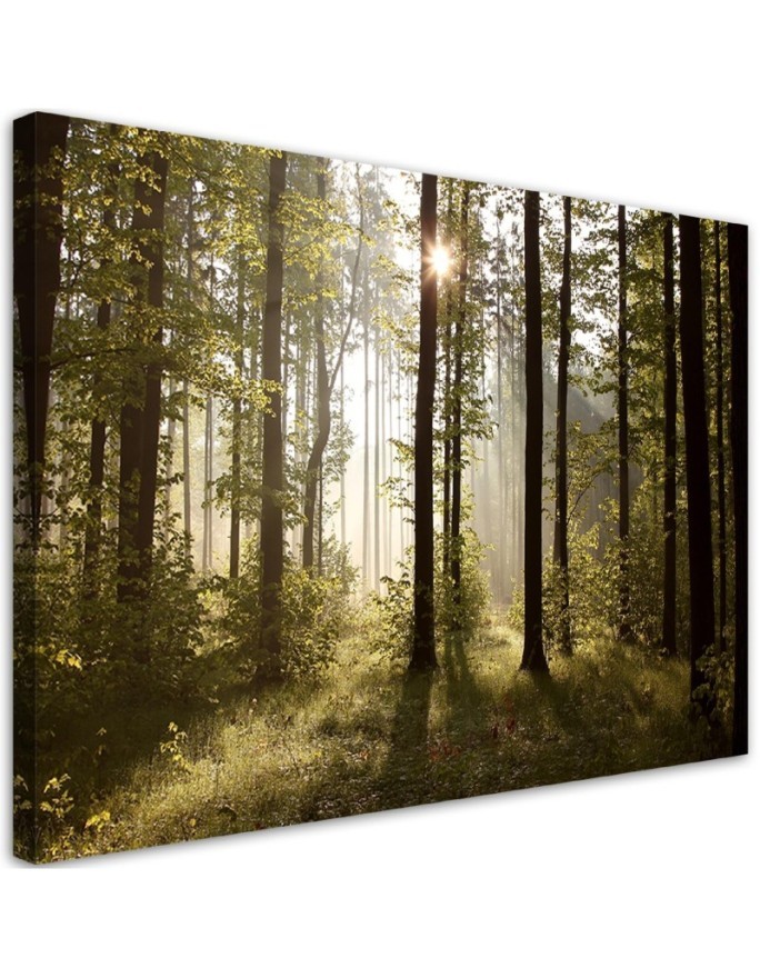 Obraz na płótnie canvas - Poranek w lesie | FEEBY