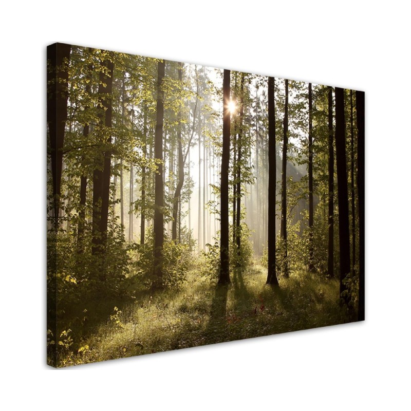 Leinwandbild - Morgen im Wald | Feeby