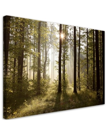 Leinwandbild - Morgen im Wald | Feeby