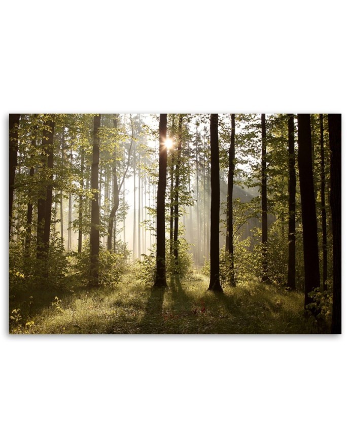 Obraz na płótnie canvas - Poranek w lesie | FEEBY
