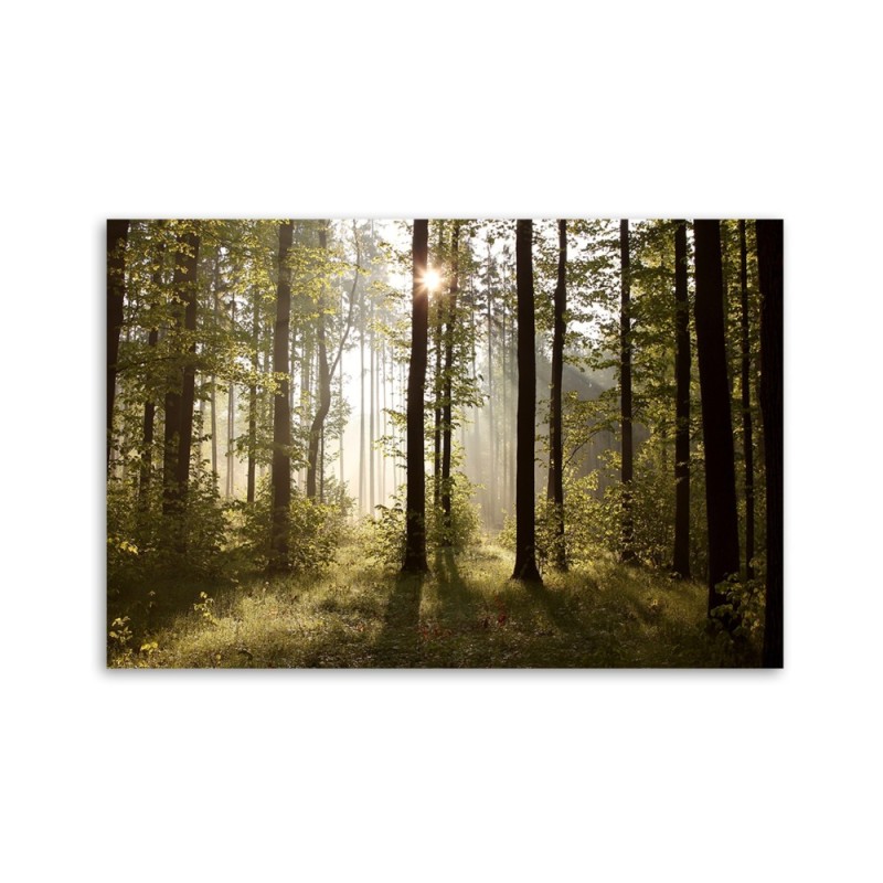 Leinwandbild - Morgen im Wald | Feeby