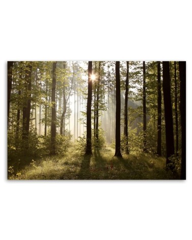 Leinwandbild - Morgen im Wald | Feeby