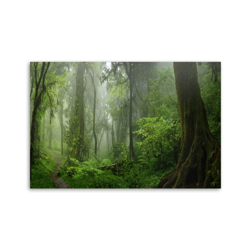 Leinwandbild - Tropischer Dschungelwald | Feeby