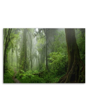 Leinwandbild - Tropischer Dschungelwald | Feeby