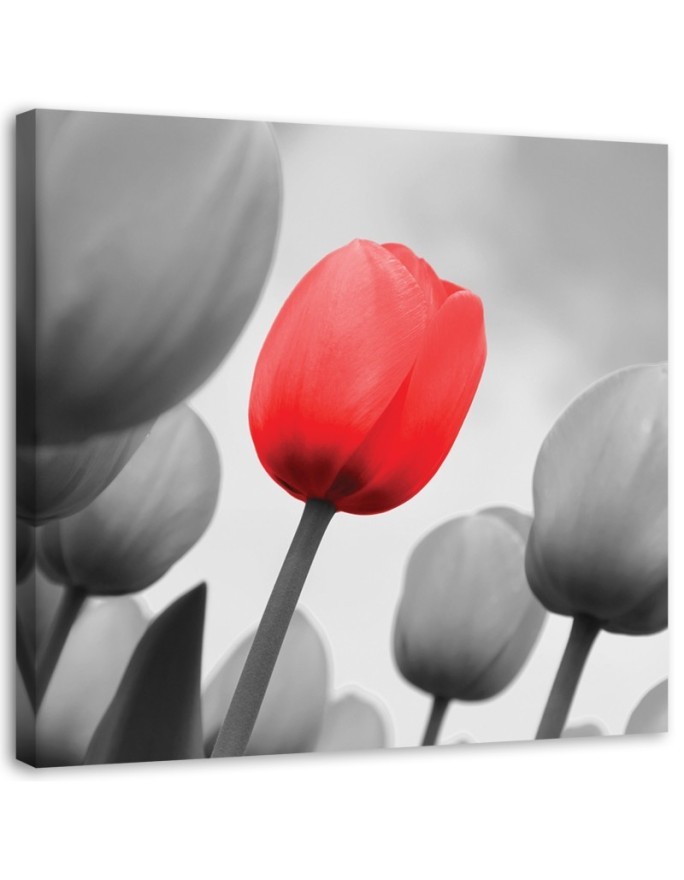 Leinwandbild - Rote Tulpe in Grau | Feeby