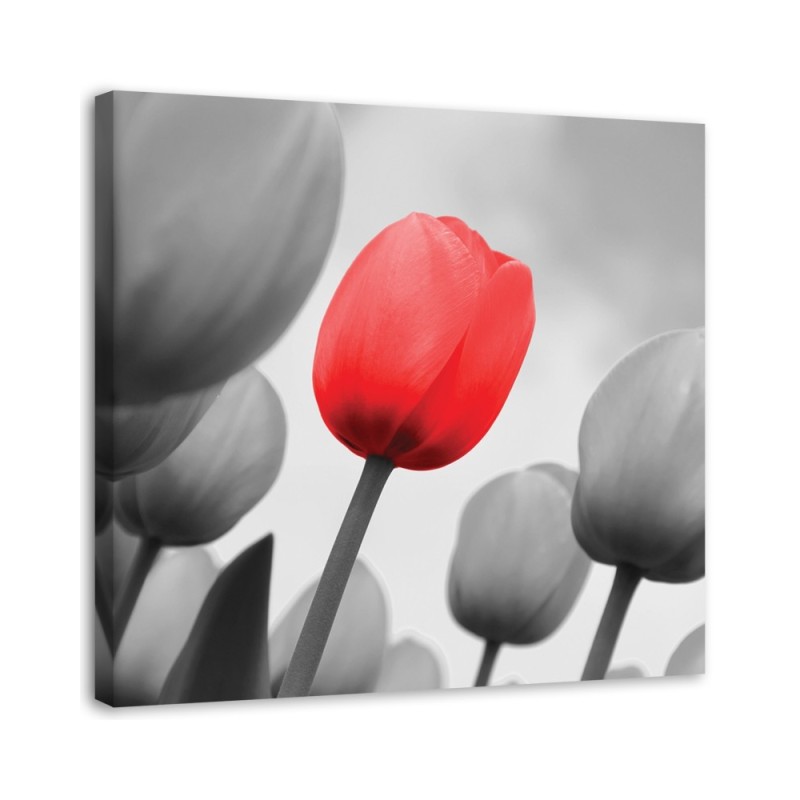Leinwandbild - Rote Tulpe in Grau | Feeby